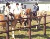 Houten paardenomheining