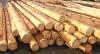Funderingshout en schoorhout in ontschorst hout